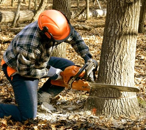Tree Removal in Coahoma, MS